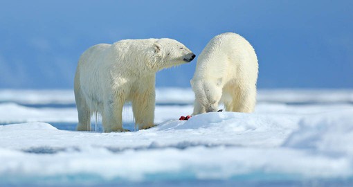 The Russian Arctic is home several colonies of polar bears