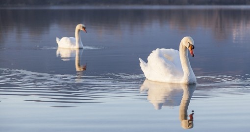Swans in Northern Italy