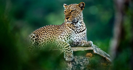 Samburu National Reserve is home to large predators including Lion, Leopard and Cheetah