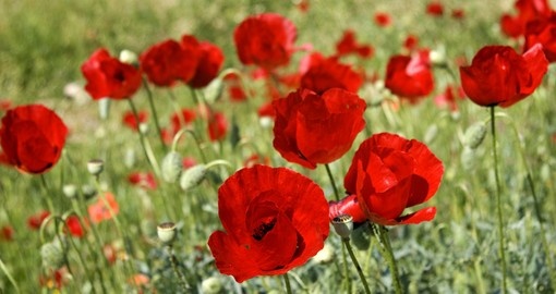 Red poppies in Peloponnese