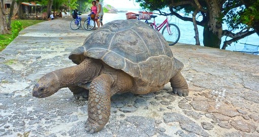 Giant Turtle on Seychelles
