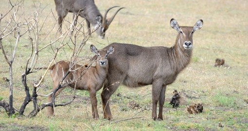 Waterbuck's in Arusha National Park