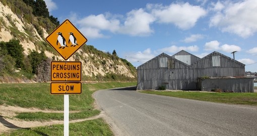 It is one of the places you will see Penguin Crossing Sign during your next trip to New Zealand.