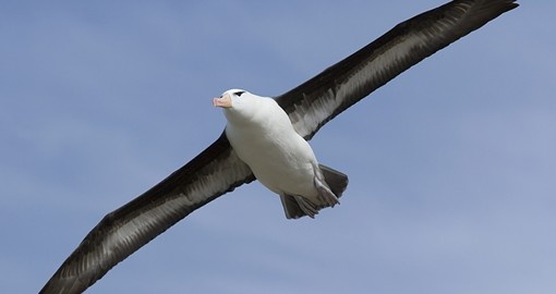 Black-browed albatross near Saunders Island