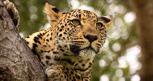 A leopard up high in a tree