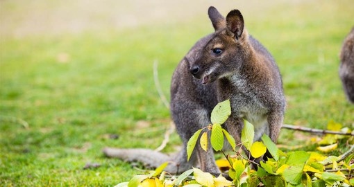 Get to know Australia's unique wildlife on your Australia Vacation in the Blue Mountains