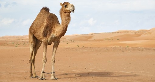 Desert Wahiba, Oman