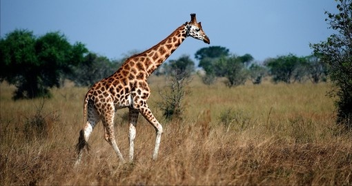 The majestic giraffe as seen on a Queen Elizabeth National Park safaris.