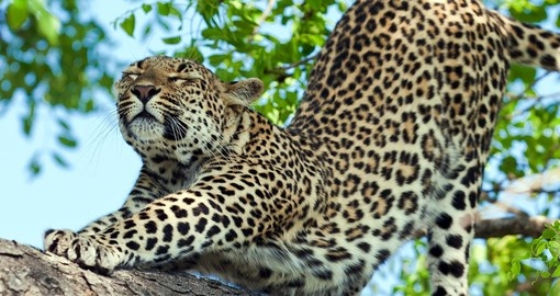 You will be able watch resting Leopards on the trees during your next Tanzania safari.