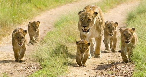 See lions on your Kenyan Safari