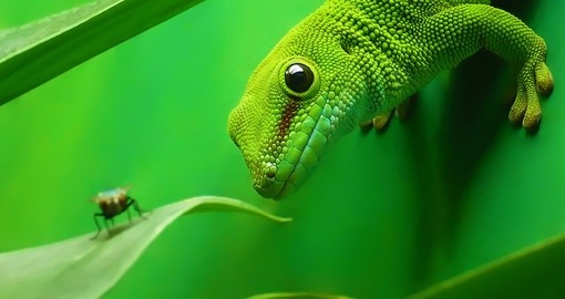 Green gecko lizard - Madagascar