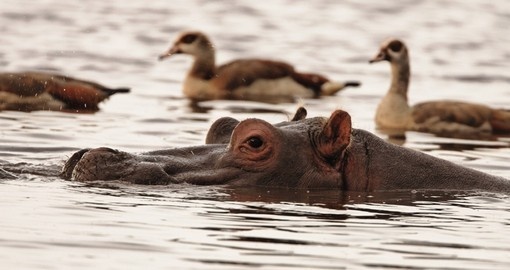 Hippopotamus surrounded by Egyptian geese