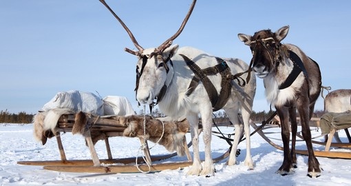 Reindeer are in harness during of winter day