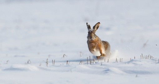 Black-tailed jackrabbit playing in the snow