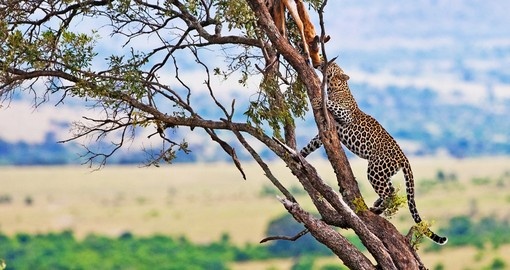 A leopard with a kill will be a highlight of your Maasai Mara safari.