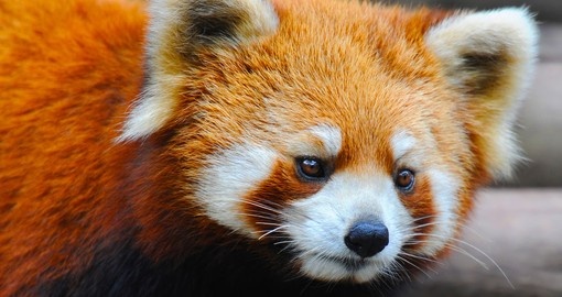 Closeup of a red panda