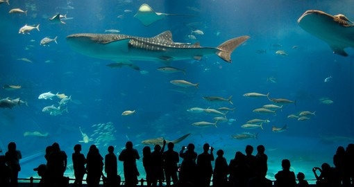 The world's largest acrylic fish tank