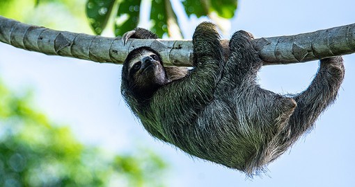 Panama's jungles are home to three species of sloths
