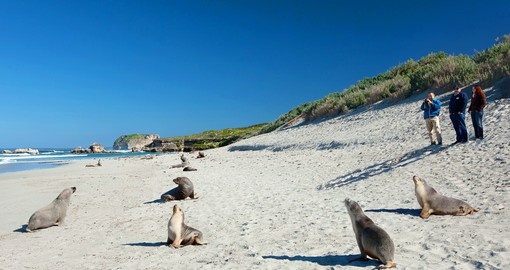 Known as Australia's Galapagos, Kangaroo Island is a highlight of any Australia vacation