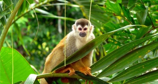 Manuel Antonio National Park is home to the adorable Central American Squirrel Monkey