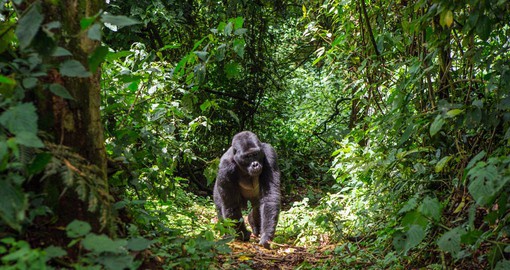 The Bwindi Impenetrable Forest is home to more than half the world's population of Mountain Gorillas