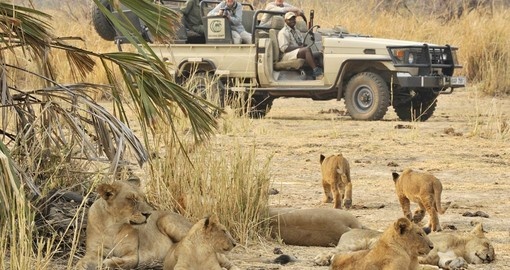 Experience a game drive with lion pride on your next Zambia safari.