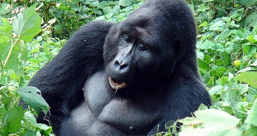 Experience one day from Silverback Mountain Gorilla life during your next Rwanda safari.