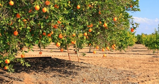 Ripe orange tree on citron plantation