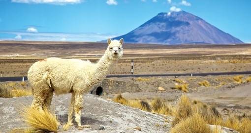 The high plains - Altiplano - or Peru with the "locals"