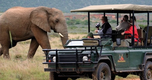 Elephants up close on a game drive