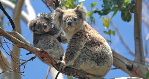 Wild Koalas along Great Ocean Road are a great photo opportunity on your Australia vacation.