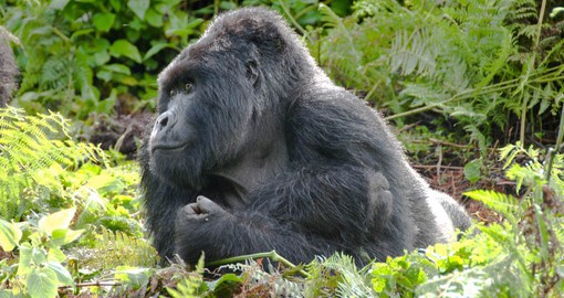 Gorillas are social animals that live together in troops ranging in size from five to 30 individuals