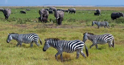 Spot wildlife on your Kenya Tour