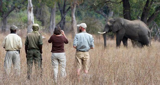 Experience Walking Safari in South Luangwa Park during your next trip to Zambia.