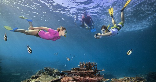 View the Snorkel the Great Barrier Reef on your trip