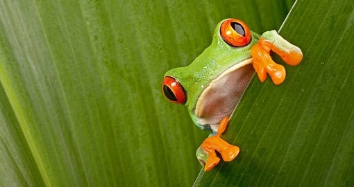 Red eyed tree frog peeping curiously