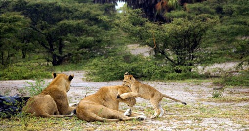Visit and explore Selous National Park during your next Tanzania safari.