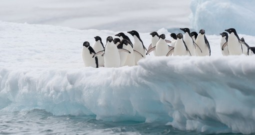 Some amazing photo opportunities in Antarctica include various penguin species like the Adelie penguins which are prevalent on your Antarctica Tours