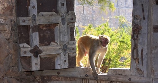 Monkey's are common in India