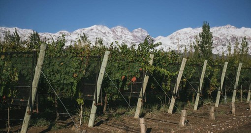 At an altitude of 1250 meters and a semi-desert climate provide ideal conditions for winemaking