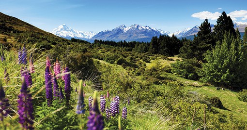 Enjoy the beautiful Lake Tekapo, Mt. Cook and Lupines Fields, South Island on your next trip