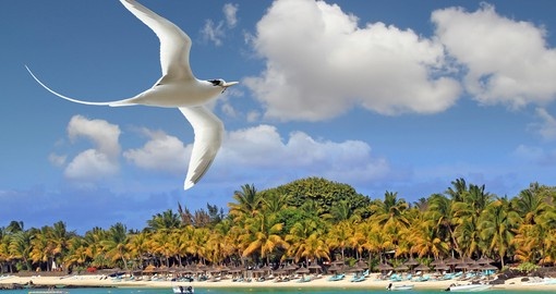 White bird flying over tropical beach Mauritius