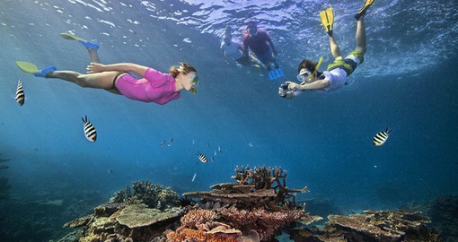 Home to diverse marine life, the Great Barrier Reef