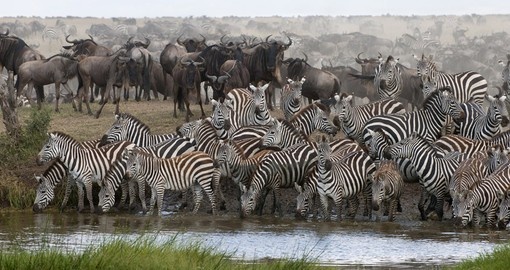 Zebras drinking in at a water hole in Serengeti National Park