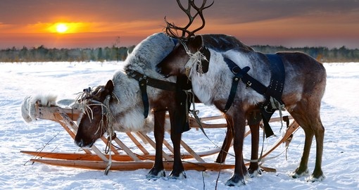 Beautiful Reindeers