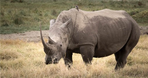 The Ol Pejeta Conservancy boasts the largest black rhino sanctuary in East Africa