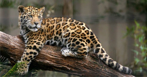 See the icon Jaguar on your Guyana vacation