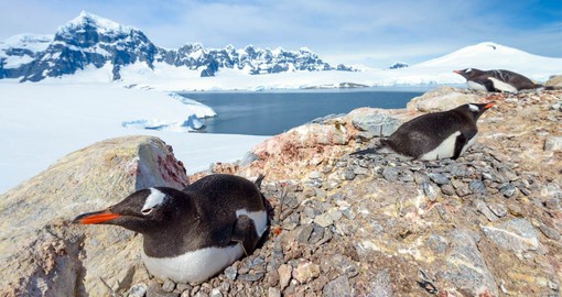 Gentoo Penguin are common inhabitants of the Antarctic Peninsula