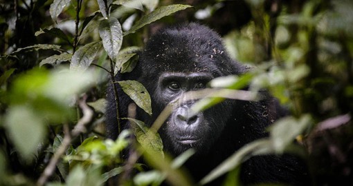 The gorillas are completely wild but have become used to seeing a few humans