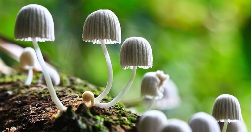 White mushrooms in a Cameron Highlandss forest